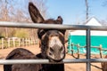 Brown donkey portrait outside on the farm Royalty Free Stock Photo