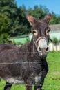 Brown donkey portrait in a summer day Royalty Free Stock Photo