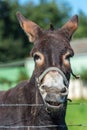 Brown donkey portrait in a summer day Royalty Free Stock Photo