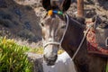 Brown donkey ready for duty as a taxi in santorini, greece