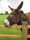 A brown donkey resting on a fence