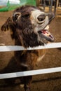 Brown donkey saying hello baby