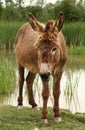 Brown donkey is standing on grass