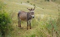 Brown donkey standing in the grass, Mtskheta, Georgia Royalty Free Stock Photo