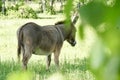 Brown Donkey standing under the tree with green bokeh. Royalty Free Stock Photo