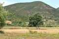 Brown donkeys in the countryside. Sardinia, Italy