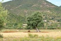 Brown donkeys in the countryside. Sardinia, Italy