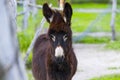 Brown Donkeys Farm Animal close up, cute funny pets background