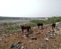 Brown donkeys grazing and searching for food