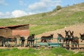 Brown donkeys in a metallic cage, domestic animals. Royalty Free Stock Photo