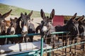 Brown donkeys in a metallic cage, domestic animals. Royalty Free Stock Photo