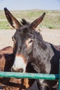 Brown donkeys in a metallic cage, domestic animals.