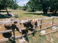 Brown donkeys peeking out from behind a wooden fence in the park