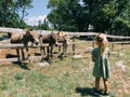 Brown donkeys reach over a wooden fence towards a little girl in the park