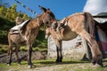 Brown donkeys relax after hard worked Chomrong village ,Nepal.