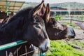 Brown donkeys in a metallic cage, domestic animals. Royalty Free Stock Photo