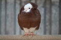 Brown dove with curly feathers on a wooden background