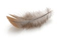 Brown feather isolated on white background Royalty Free Stock Photo