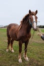 Brown draft horse with a white spot on the head grazing in the meadow Royalty Free Stock Photo