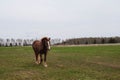 Brown draft horse with a white spot on the head grazing in the meadow Royalty Free Stock Photo