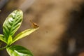 Brown dragon fly on Jasmine plant leaf