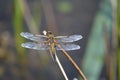 Brown Dragon Fly by a pound