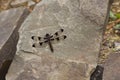 Brown Dragon Fly and Rocks