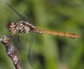 Brown Dragonfly Royalty Free Stock Photo