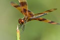 Brown dragonfly Royalty Free Stock Photo