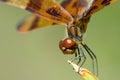 Brown dragonfly Royalty Free Stock Photo