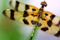 Brown dragonfly close up Royalty Free Stock Photo