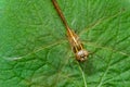 Brown dragonfly on leaf Royalty Free Stock Photo