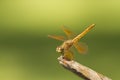 Brown dragonfly on natural green background Royalty Free Stock Photo