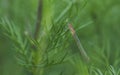 Brown dragonfly perched on a twig of grass Royalty Free Stock Photo