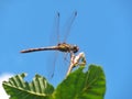 A brown dragonfly