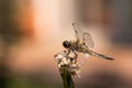 A brown dragonfly sits on the dry flower of an iris. Royalty Free Stock Photo