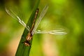 Brown dragonfly with spread wings closeup sitting on a green diagonal grass leaf with intense bright green background