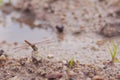 Brown dragonfly stands on rocks with sand,grass and water sources, in the natural background Royalty Free Stock Photo