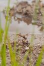 Brown dragonfly stands on rocks with sand,grass and water sources, in the natural background Royalty Free Stock Photo