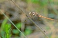 brown dragonfly Royalty Free Stock Photo