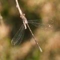 Brown Dragonfly on Twig Royalty Free Stock Photo