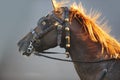 Brown draught horse head with grey background Royalty Free Stock Photo