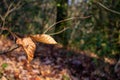 brown and dried Beech leaves