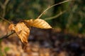 brown and dried Beech leaves