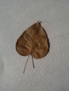 brown dried Bohhi Tree leaf drop on white wallpaper under sunlight and shadow Royalty Free Stock Photo