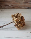 Brown dried hybiscus flower