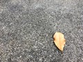 Brown dried leaf drop on grainy stone floor. Classic surface texture background. Royalty Free Stock Photo