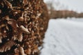 Brown dried leaf in snow on ground Royalty Free Stock Photo