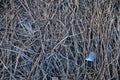 Hanging brown dried leafs on branch autumn winter Royalty Free Stock Photo