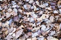 brown dried leaves in autumn